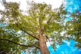 Professional Tree Services in Pennington Gap, VA