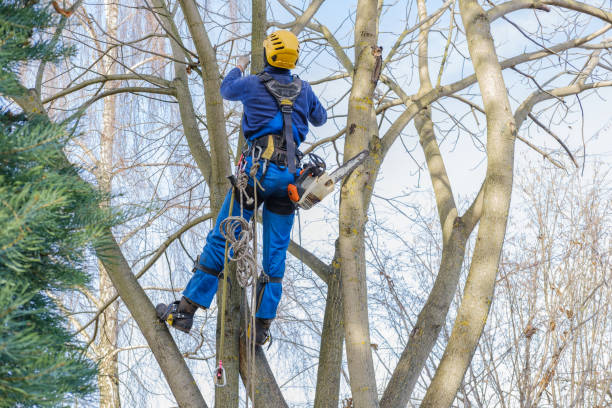 How Our Tree Care Process Works  in  Pennington Gap, VA